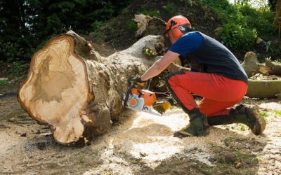 The Reasons For Hiring A Tree Removal Service