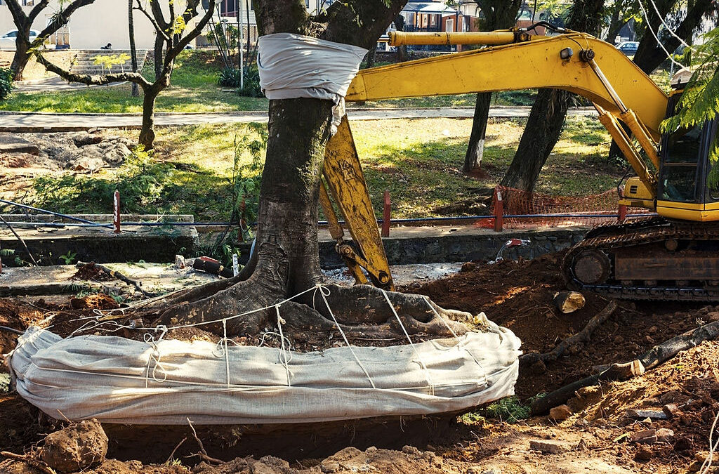 What Is a Tree Removal?